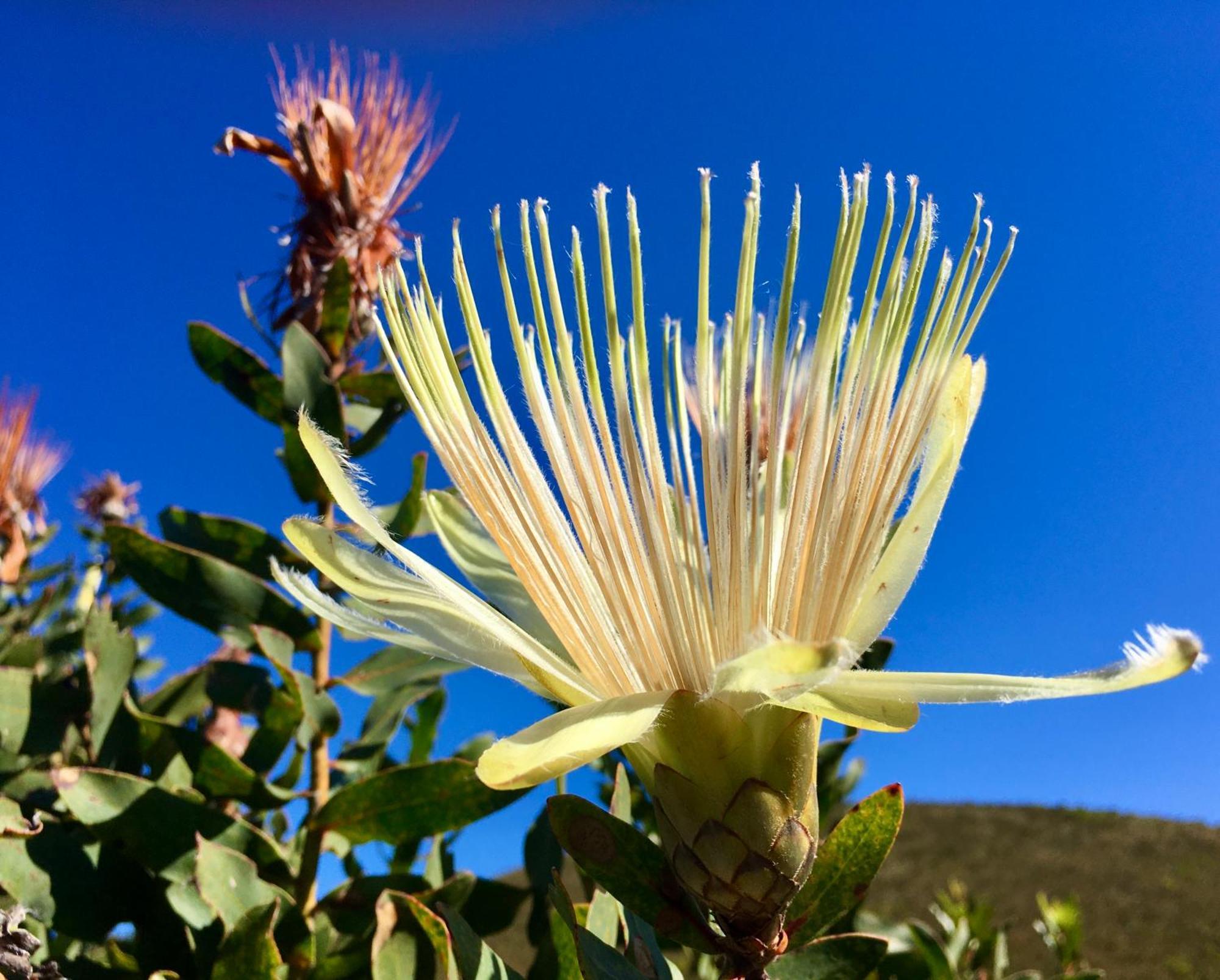 The View Swellendam B&B Exterior foto