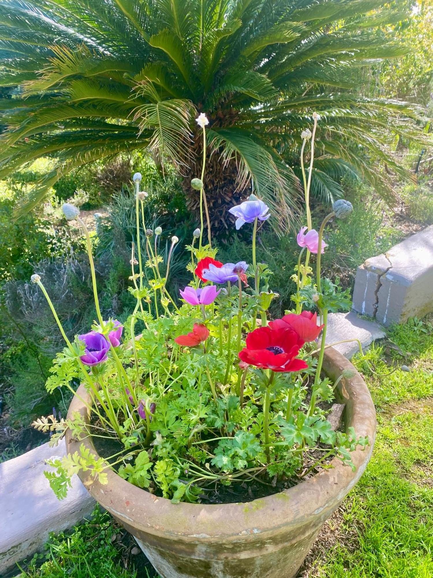 The View Swellendam B&B Exterior foto